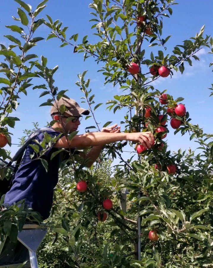Nonnewaug senior Tyler Leonard picks apples at an orchard lonesomely to make it a safe environment for others. Leonards supervised agricultural experience is among the many school- and work-related impacts of the COVID-19 pandemic.