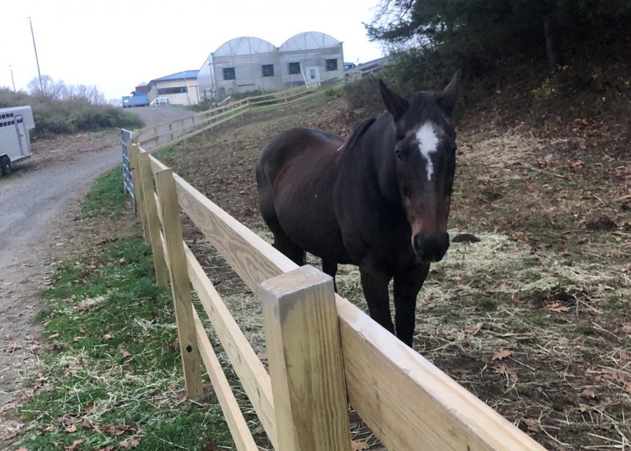 Bubba Ray, one of the horses at Nonnewaug, enjoys the new pasture space created by newly installed fencing.
