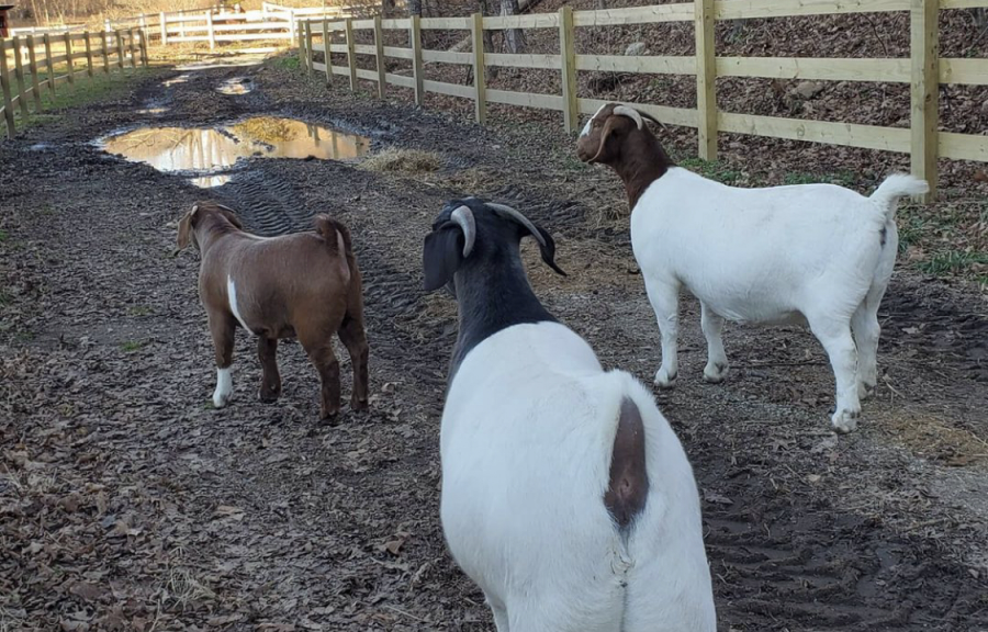 Nonnewaugs goats take a walk during a recent enrichment activity. Without any students at school, Nonnewaugs agriscience teachers have tried to keep the animals engaged.