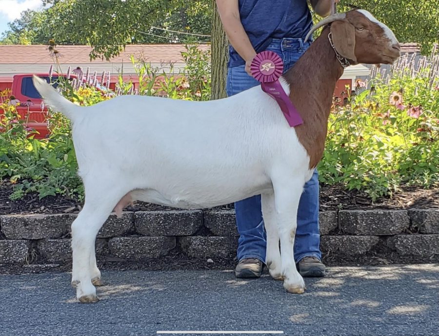 NHS students are mourning the loss of Lucky the goat, who passed away recently due to complications from kidding five babies.