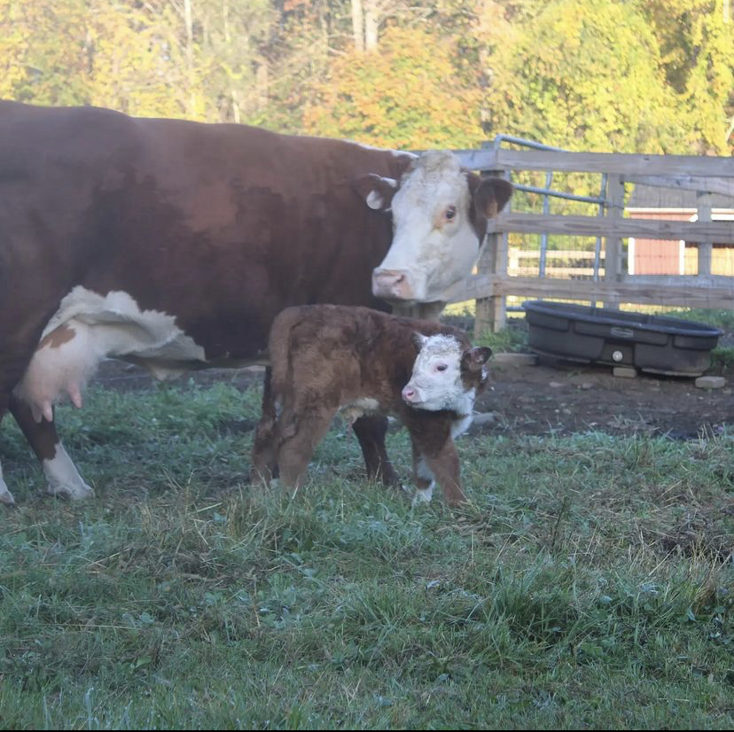 A1, a bull calf, is the newest addition to the Nonnewaug Agriculture Education Farm, making him the first birth this semester. 