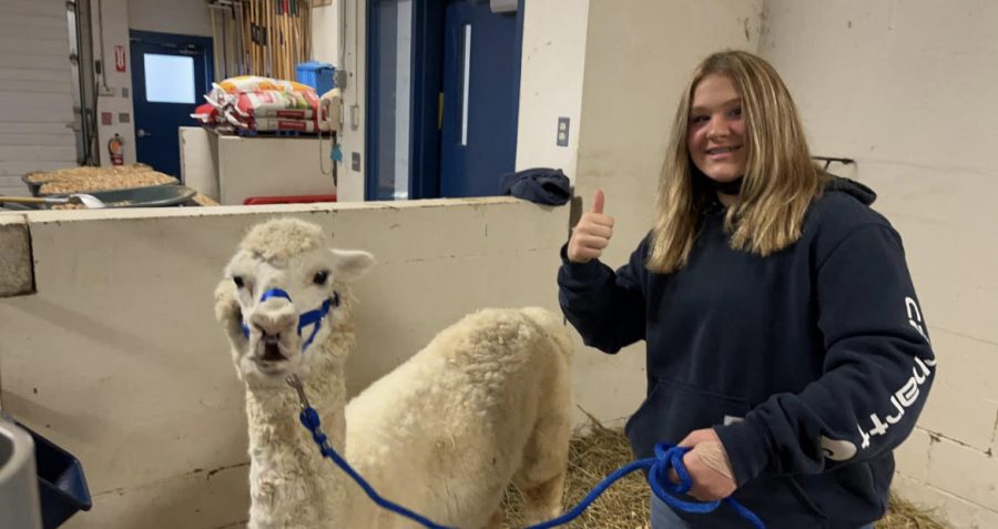  Ashley Blood, freshman, poses with Pearl the Alpaca after haltering her to go outside. “I always choose to work with her [Pearl] because she always seems to get along with me and when I bring her out of the pen we always have a bonding moment.” 