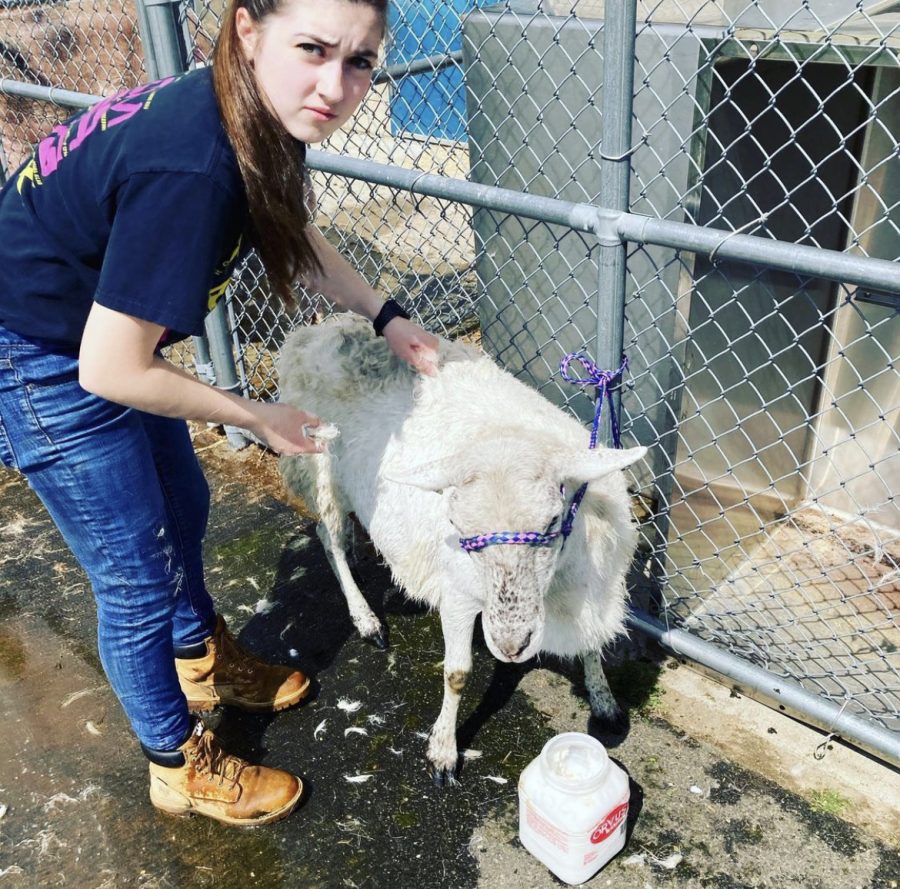 NHS Agri-science student Gabby Guerra uses her apple watch to keep track of time for letting soap stay on Lambie the sheep. This is a common feature of the device used by Ag students daily as when their hands are dirty with soap or mud, they can use their voice to set timers. This is key for certain animals at the school as they have sensitive skin and too much time with soap on them could lead to dry skin. 