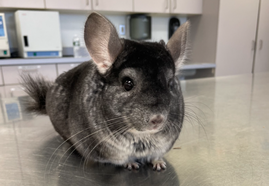Tater+the+chinchilla+practices+a+%E2%80%9Cstay%E2%80%9D+command+on+a+table+in+the+small+animal+lab+during+a+training+exercise+as+part+of+the+Animal+Assisted+Therapy+class+offered+at+NHS.+This+class+teaches+students+the+importance+of+the+human-to-animal+bond+and+allows+students+to+work+one-on-one+with+an+animal+at+the+school.