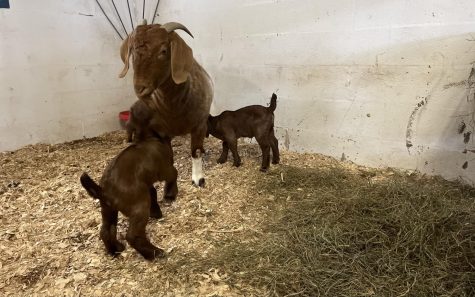 Lady the Goat was just one of many mothers to give birth this spring, lets check out all the new additions to the NHS animal science program!