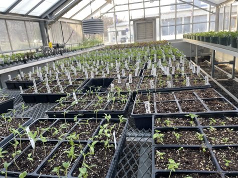 The NHS greenhouse #3 produces celery, flowers, and tomatoes for the Farm the Table class and the Woodbury Food Bank. 
