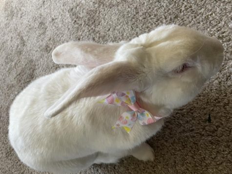 Ag/FFA editor Madelynn Orosz dressed up her rabbit, Harlow, for Easter complete with his very own bow tie. Rabbits have become a symbol of Easter in modern day. 