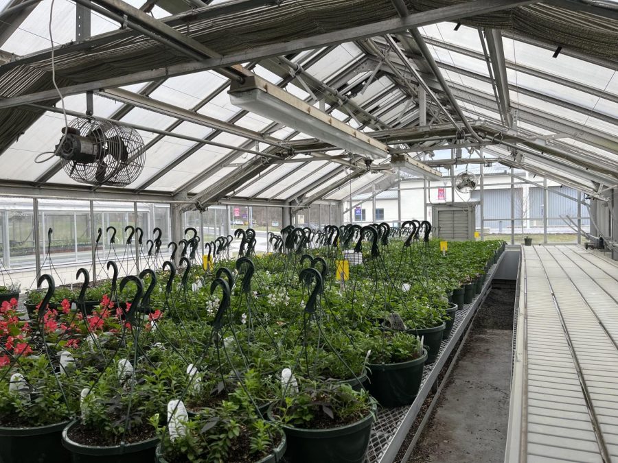 The greenhouses are filled with different plants including hanging baskets, vegetables, and container gardens.
