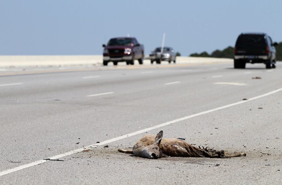 Roadkill is a common sight in highly wooded areas like the roads that surround Nonnewaug.