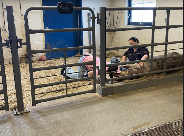 Lucky winner, Mrs. Lisevick kneels down to kiss Papaya the pig.