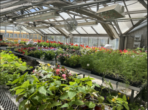 The greenhouses were filled with many plants leading up to the sale. The day of the sale, the greenhouse was organized and prepared for customers to shop in.