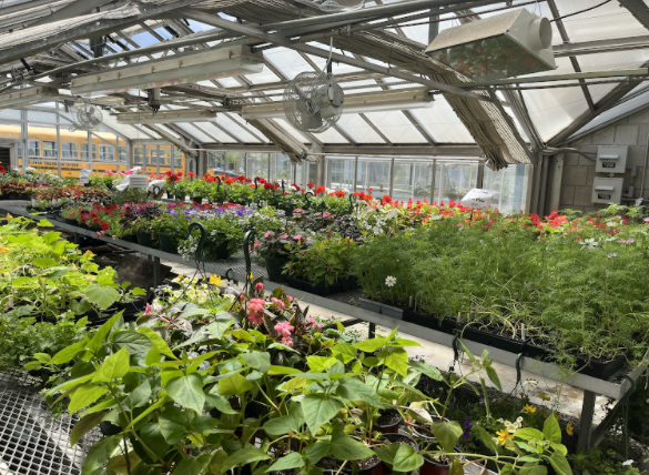 The greenhouses were filled with many plants leading up to the sale. The day of the sale, the greenhouse was organized and prepared for customers to shop in.