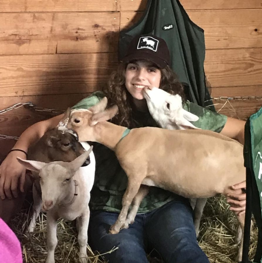 Chloe Weaver poses with some of the goats in her herd. Chloes herd lives in her backyard where she cares for them and works with them to get them show ready every year. 