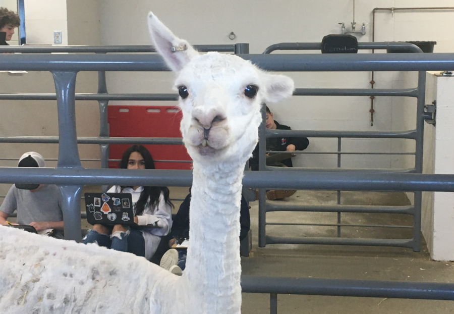 Pearl the alpaca has been one of Nonnewaugs most celebrated additions since her arrival in 2019.