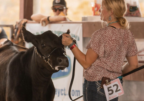Haley Sarandrea sets up her angus heifer in the show ring at the Goshen Fair beef show. Showing animals is just one of the many passions within agriculture she possesses, making her an impactful member of her FFA chapter and 4H club.
