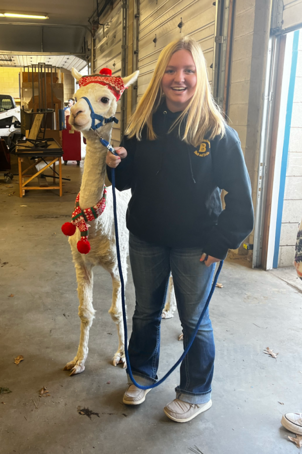 Sarandrea is helpful in her agriculture production class in many ways including being one of the main alpaca tamers. 