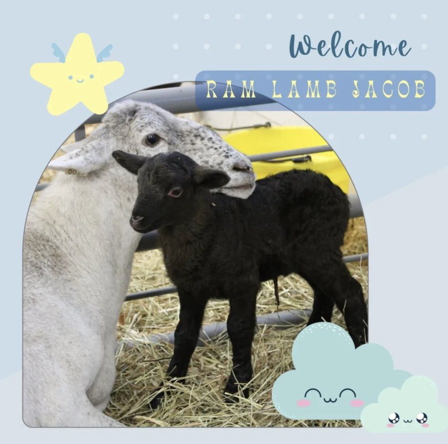The Woodbury FFA posted to Instagram on Oct. 21 to celebrate the birth of Jacob, the ram lamb.