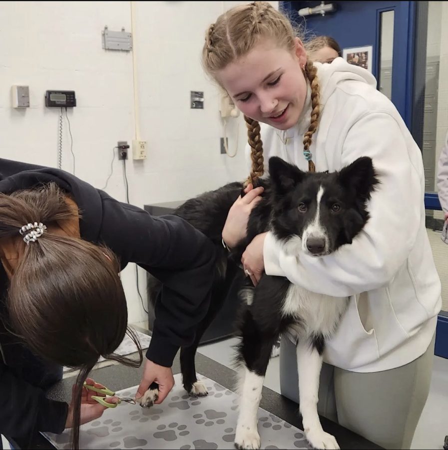 Sophomore Vet students work on trimming the nails of Kanga the Border Collie during their grooming unit. These opportunities through the FFA allow students to explore their future career paths and find their passions. (Woodbury FFA)