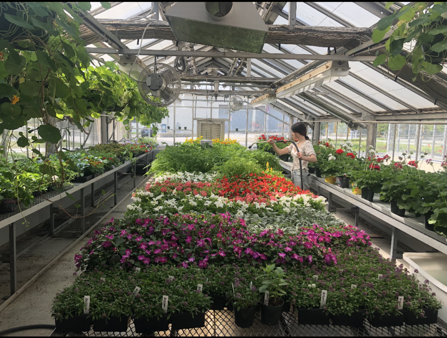 Nonnewaug will hold their annual plant sale and rabies clinic this Saturday 9-1. Junior Amy Byler prepares the greenhouse for what  she hopes will be a large community turnout. 