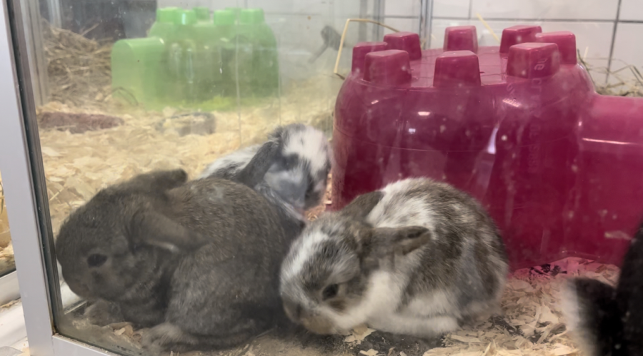 Baby rabbits, called kits, are just some of the many animals born into Nonnewaugs agriscience program.