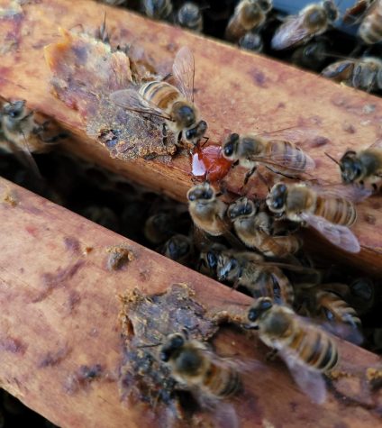 One of many hives at the Humble Bee Honey Company in Oakville. (contributed)