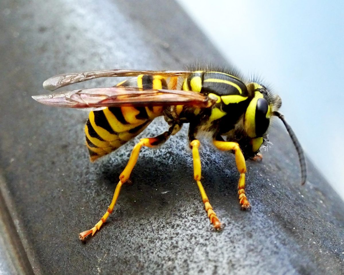 The yellowjacket, different from the European honeybee, is a carnivore and an opportunist with an aggressive tone.
