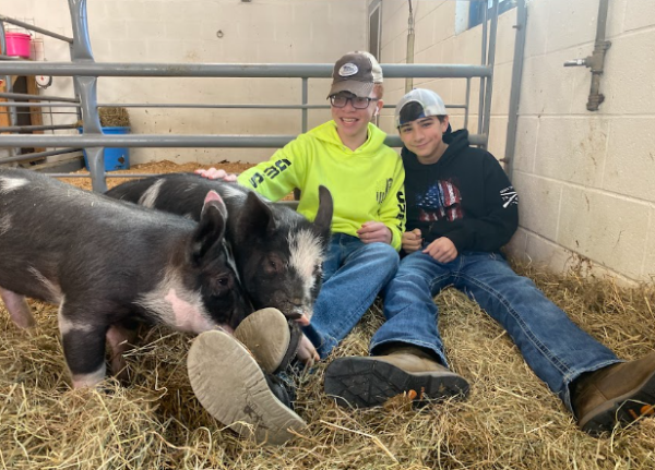 Sophomores, from left, Nasir Stevenson and Nico Alonza interact with new piglets, Sophia and Rose. Students are involved in making the piglets feel at home in Nonnewaug’s large animal lab.  
