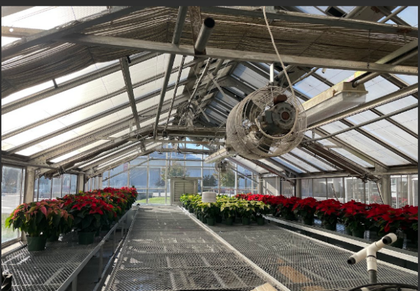 Poinsettias on the rolling benches in greenhouse two soaking up the sun while getting ready to be sold on December 2nd. 