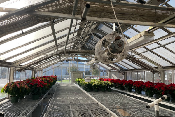 Poinsettias on the rolling benches in a greenhouse soak up the sun while getting ready to be sold at the FFA Holiday Plant Sale.