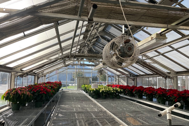 Poinsettias+on+the+rolling+benches+in+a+greenhouse+soak+up+the+sun+while+getting+ready+to+be+sold+at+the+FFA+Holiday+Plant+Sale.