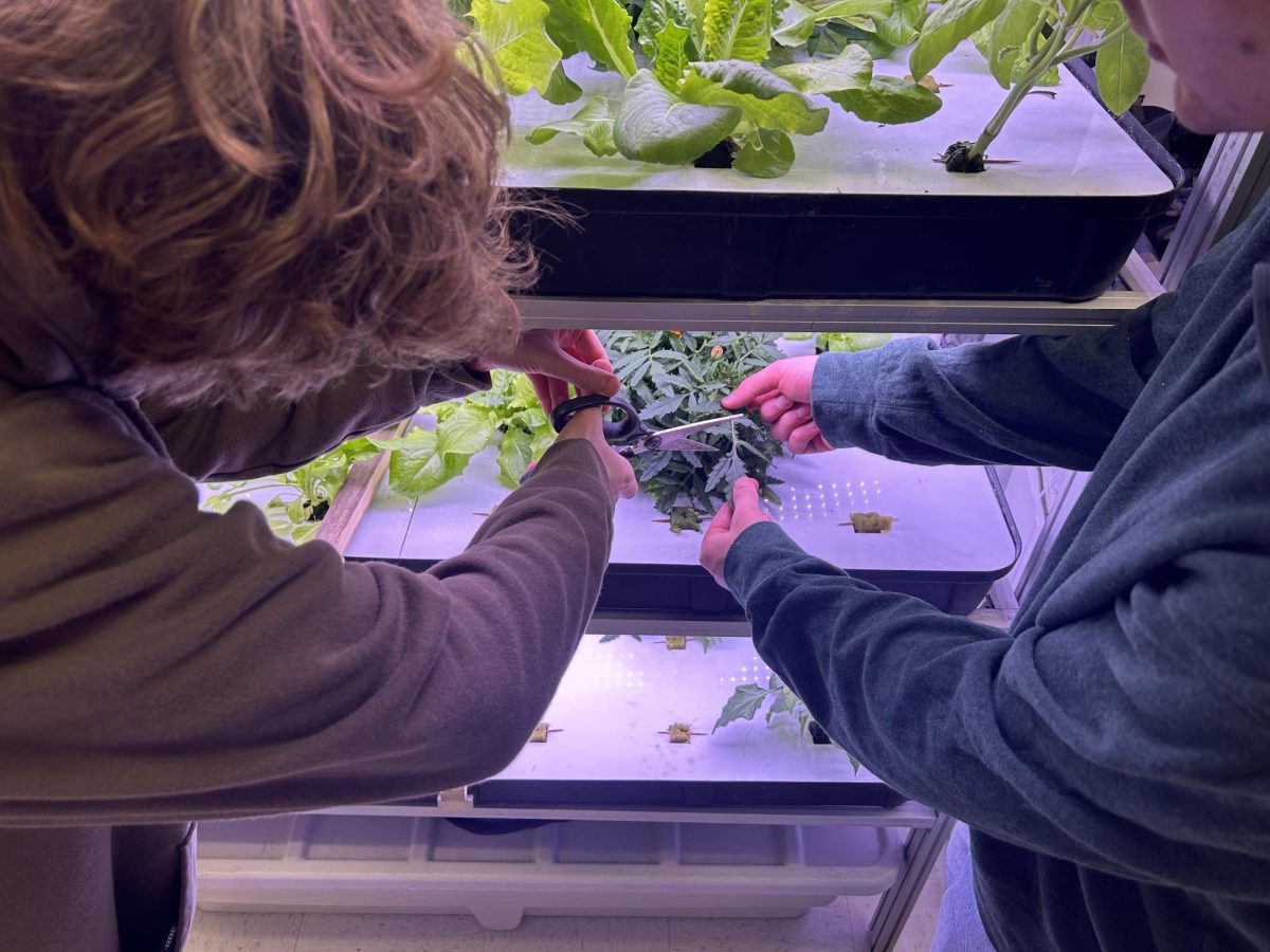 Students in culinary arts enjoy tending to the indoor classroom vertical gardens. Opportunities like these can be extended to even more students should a potential eight-period day be introduced.