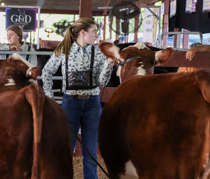 Gabby Guerra, a senior at Nonnewaug High School, attended the Goshen fair where she showed her cow and all of its skills and tricks.