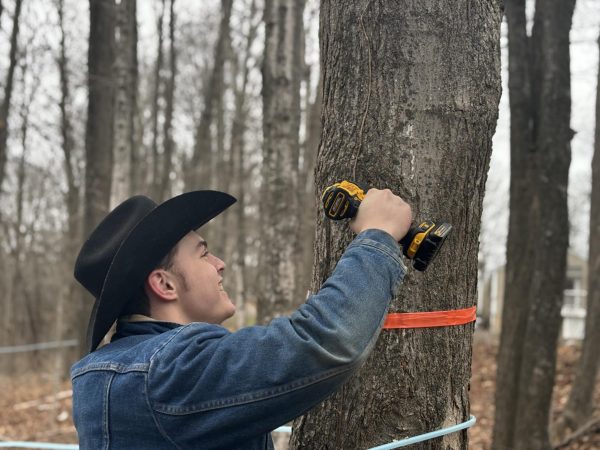 Thomas Faull pre-drills a hole for a tap to be added to this sugar maple. This tap in line will then be added into the main line.