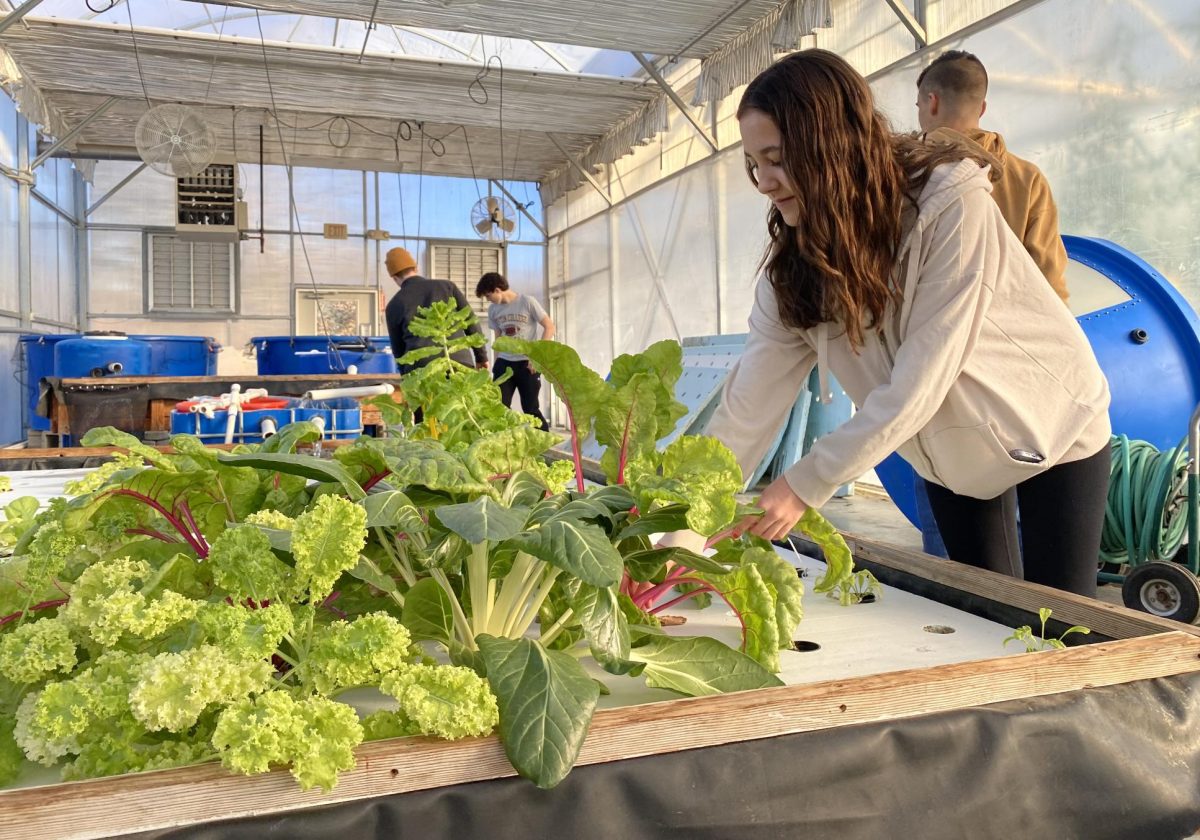 Junior Karisa Cizauskas harvests the greens on the DWC bed that were planted by another aquaculture class. 