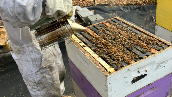 To move bees into the next box, Devon Zapatka likes to condense the bees in the top one by using the smoker. The smoke blocks chemical pheromones, disrupting communication in the colony. This makes it easier to pick up the box and move it. Beekeeping requires education, patience, and a positive attitude.