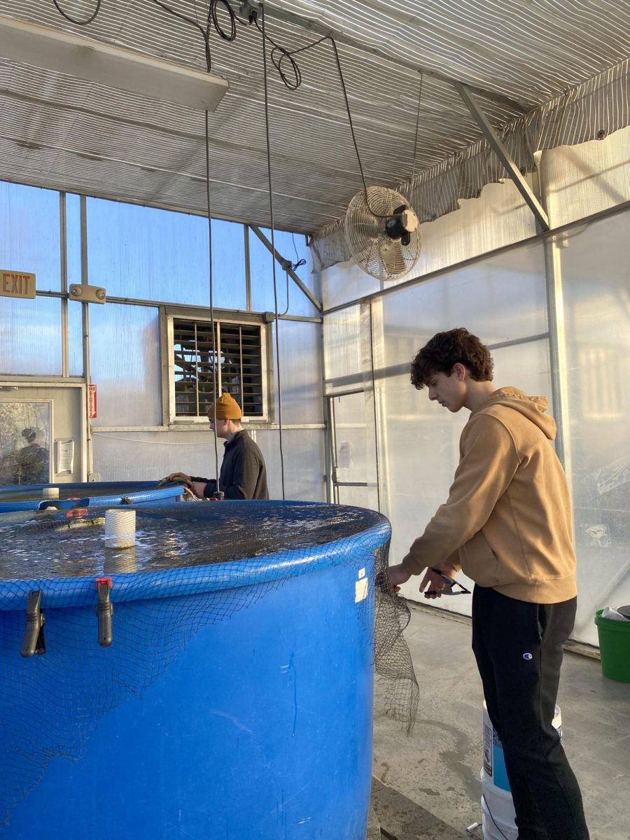 Thomas Lengyel, junior, in the agriscience department, and Mason Pieger, senior in the agriscience department, are seen fixing the netting on the aquaculture tanks. The aquaculture class uses these tanks to harvest anomia and nitrates to fertilize indoor greenhouses. 