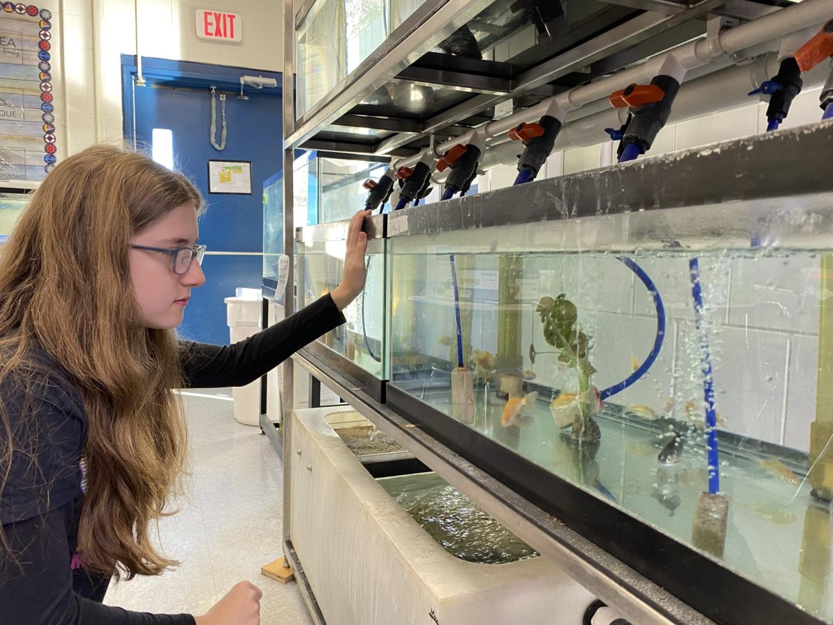 Abigail Diesel, junior in NHS' aquaculture course, is seen checking the tank to ensure the class' goldfish are healthy so they can return outdoors and assist with pest mitigation. 