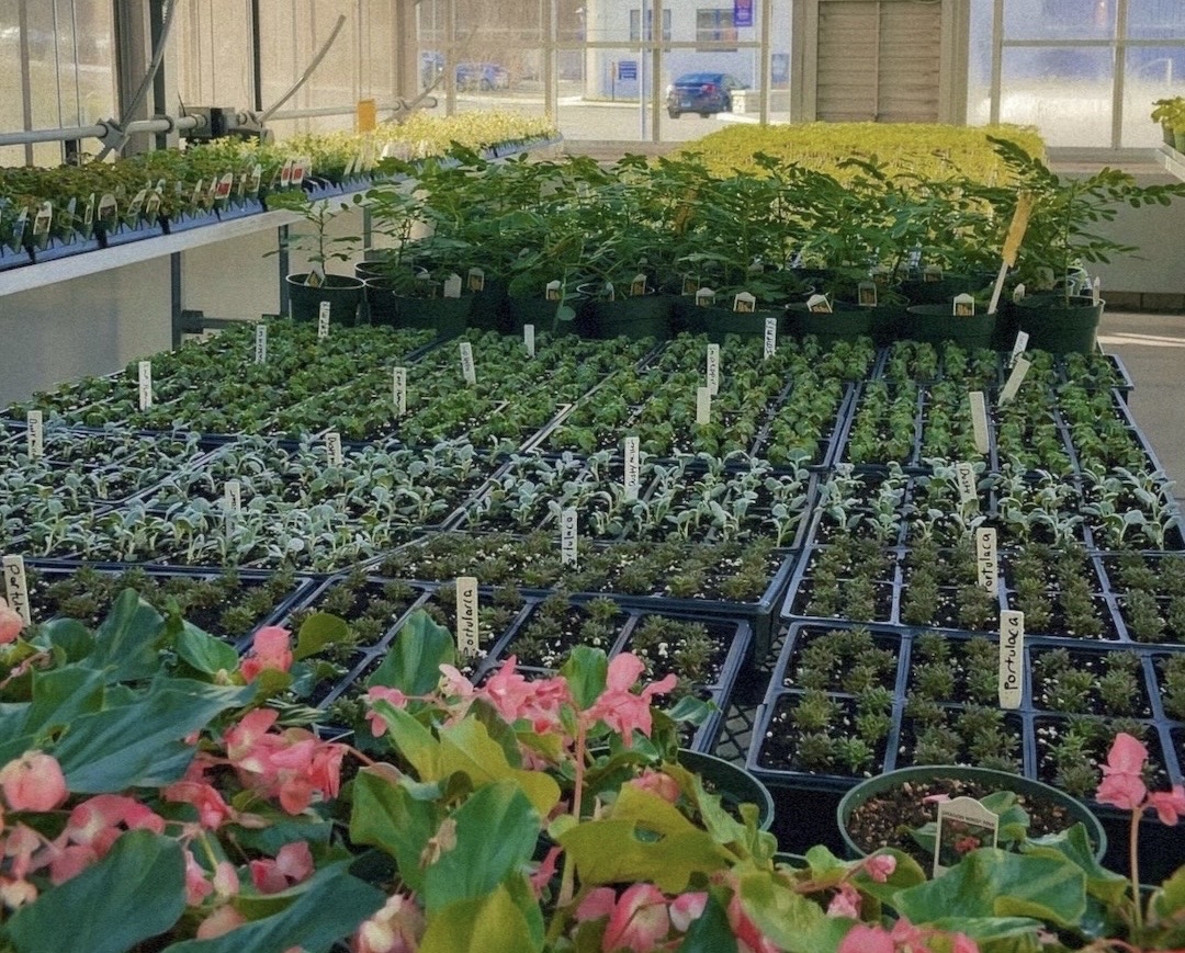 NHS Greenhouse Plant Production, a UConn ECE course, taught by NHS faculty member Eric Birkenberger, has been busy cultivating an array of plantings in preparation for its public plant sale on May 11th. 