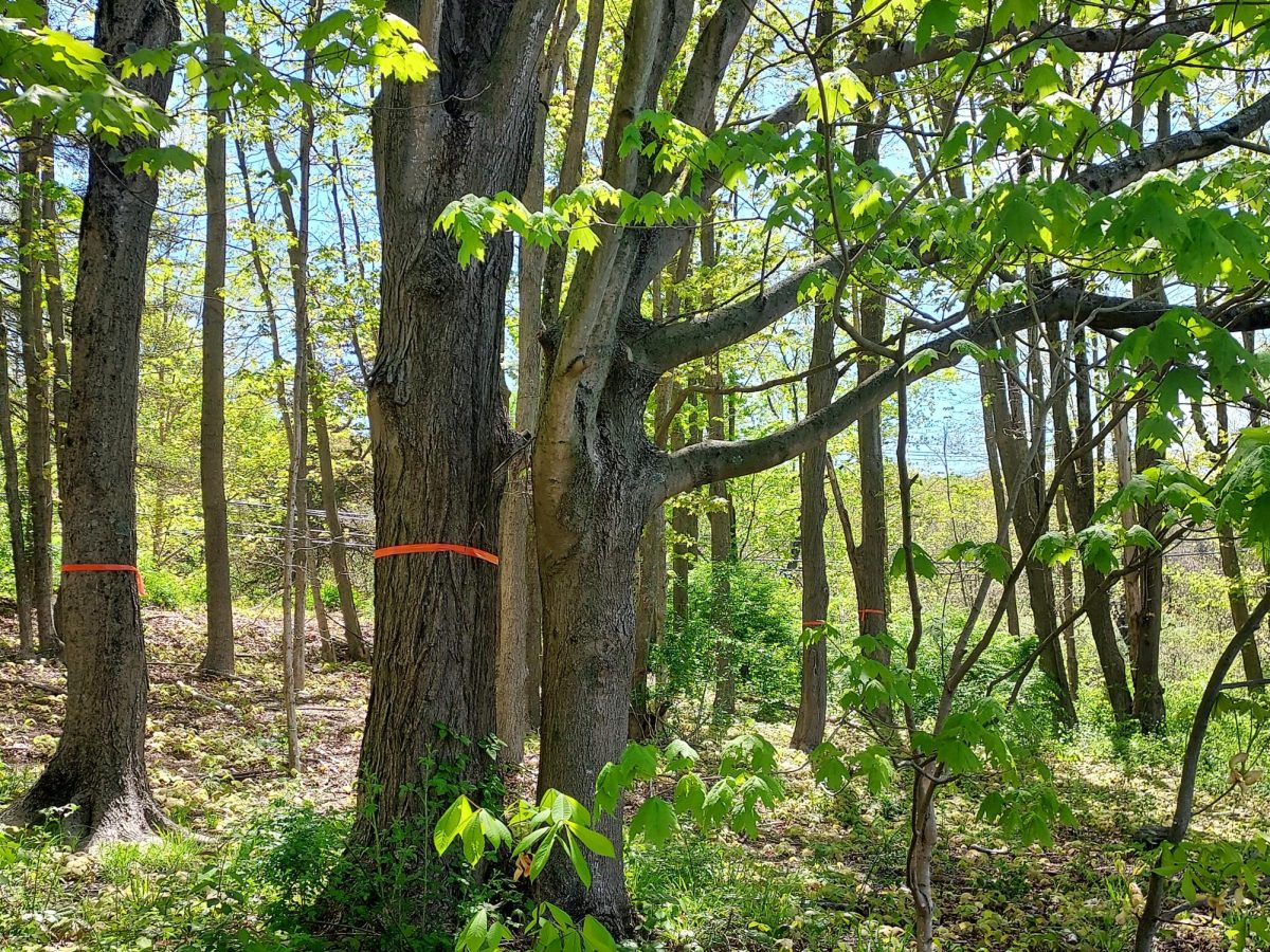 Marked with bright orange ribbon, Nonnewaug High School campus has plenty of sugar maple trees to harvest. Unfortunately, the trees have to be saved for next year. Changing temperatures are also changing when students are allowed to hang sap lines.