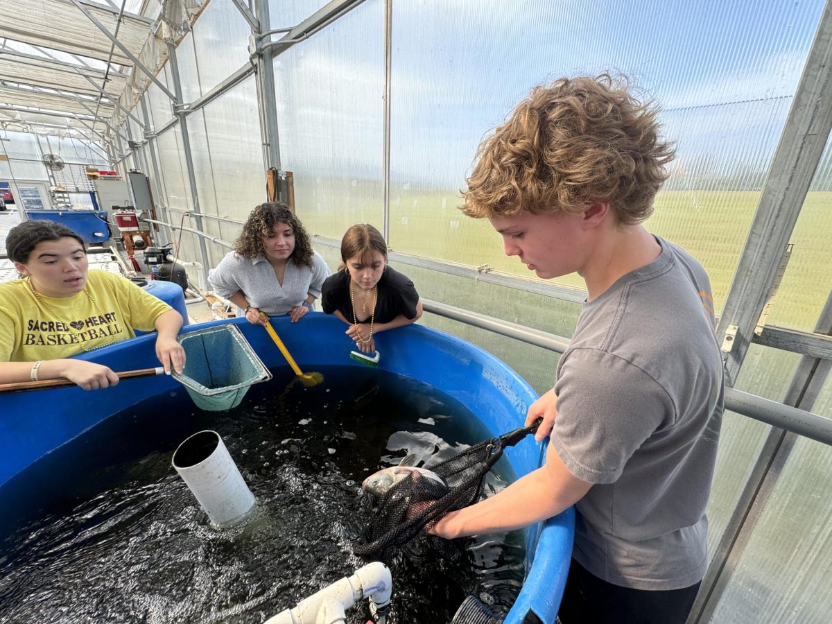 From left : Emma Jackson, Emma Jones, Mae Addeo, and Henry Keil check the tilapia in the large tank system. They check the tilapia regularly to make sure that there are no diseases and that the fish are healthy. (courtesy of Leanne Foster)
