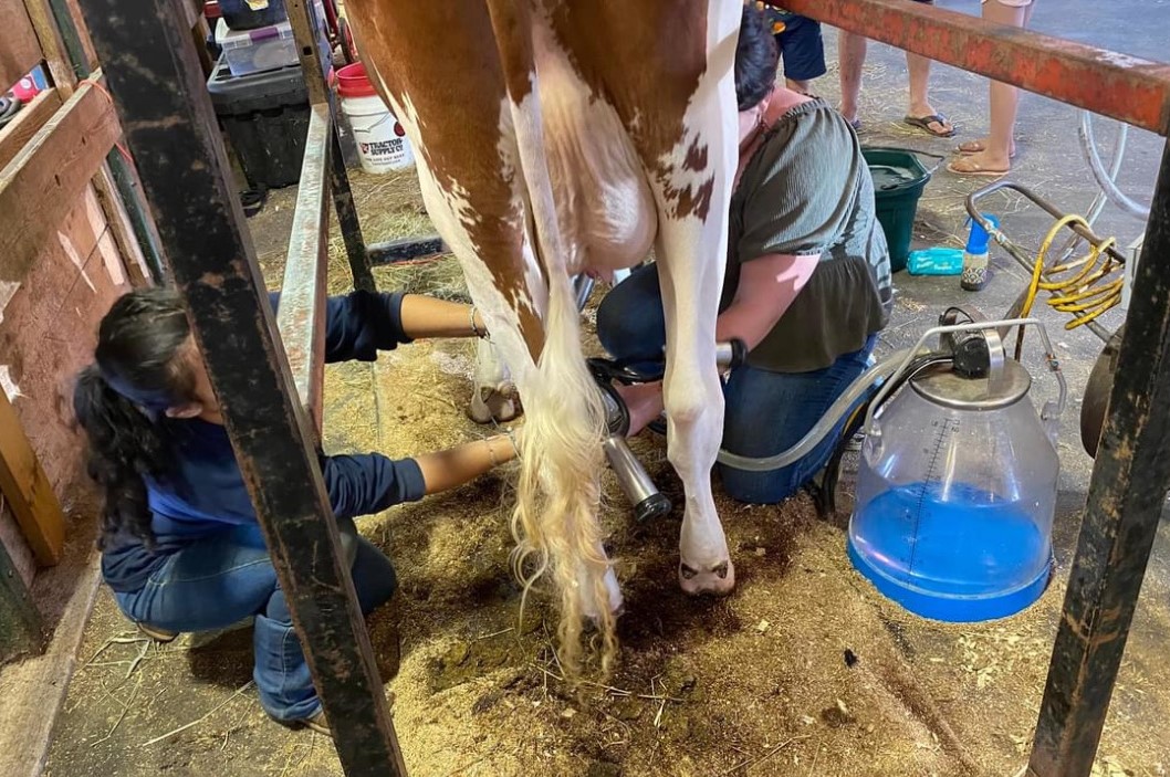 Maya Hines, left, and Shanyn Hardisty milk a cow at the 2024 Goshen Fair. (Courtesy of Lisa Hardisty)