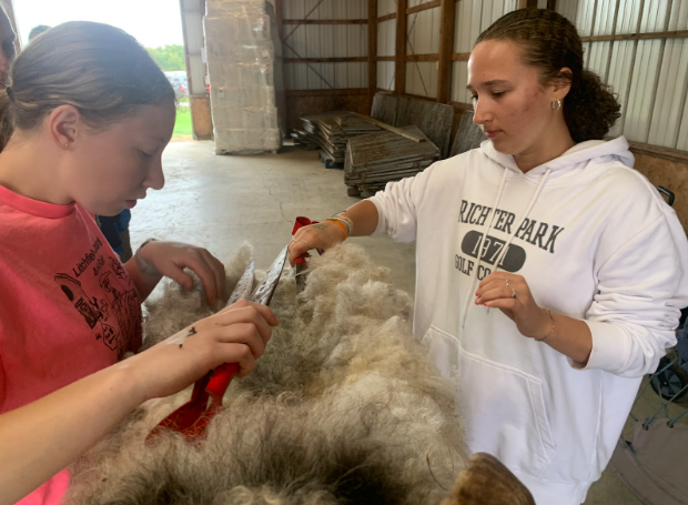 Ella Wisniewski, left, and Alyssa Gravel, both members of the Edelweiss Valley 4-H club and members of the Woodbury FFA learned how to hand shear a sheep in preparation of the sheep about to be bred and to inform the public.  