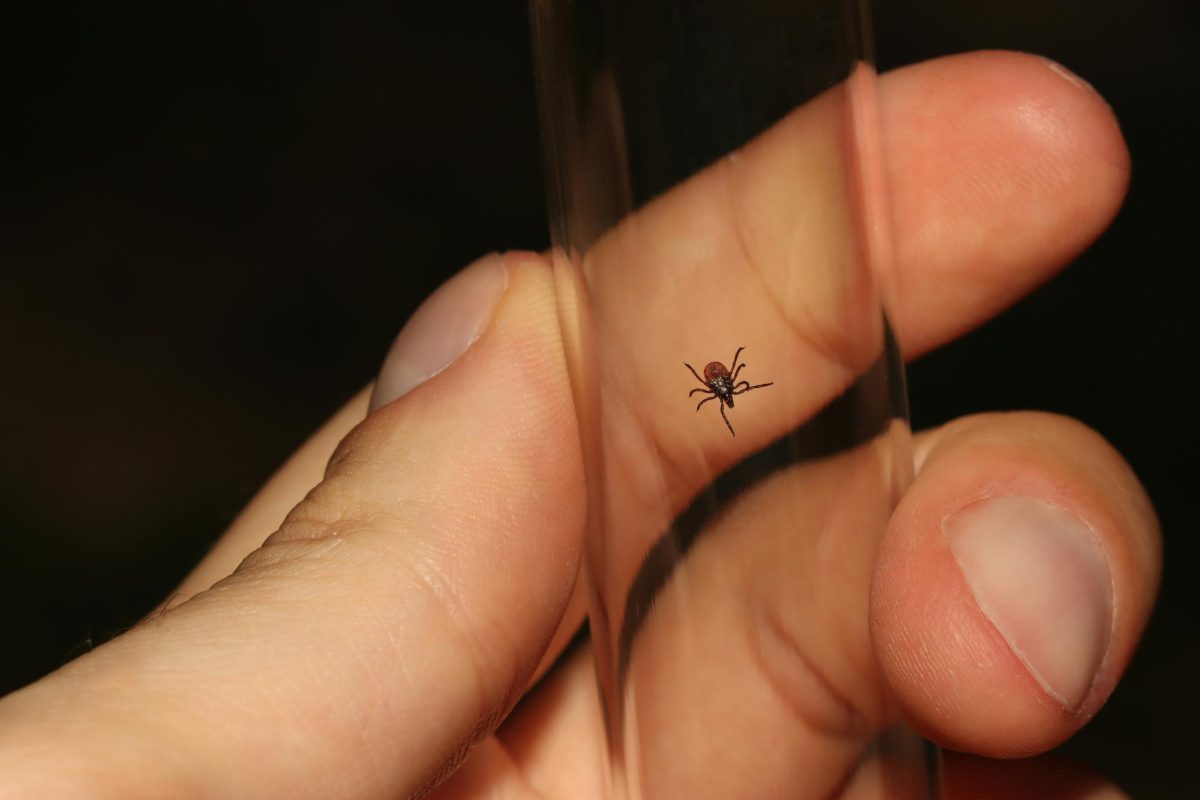 An infected deer tick, or "black-legged tick" transmits Lyme disease, the most common tick-borne illness in Connecticut. Not all ticks carry the bacterium, but recent reports of increasing counts and various species of ticks new to the state are raising concern. (Courtesy of Marino Lincic/Unsplash) 