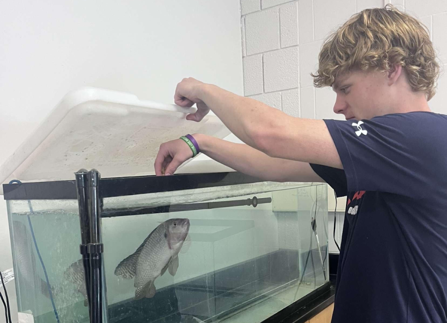 Junior Matt Molleur tends a tank in the aquaculture class. Part of his class time is spent taking care of the fish in the classroom. (Courtesy of Leanne Foster)
