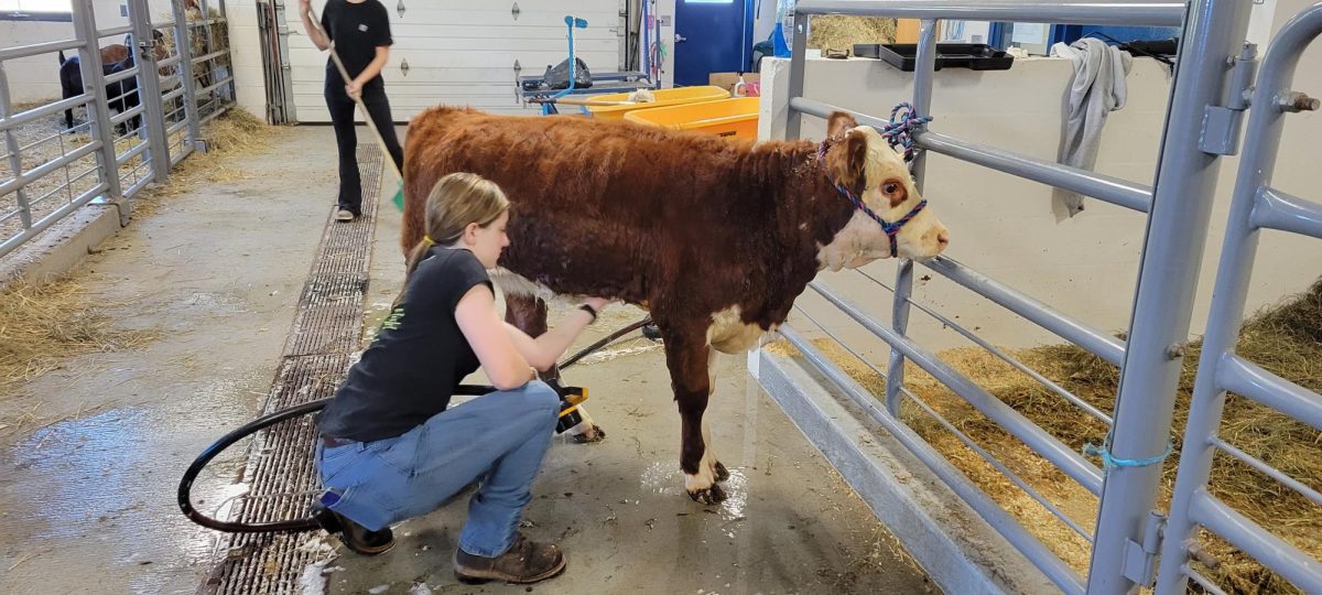 Gabby Guerra, a 2024 graduate of Nonnewaug, grooms Delphinium.  Delphinium was born on campus and has become a loved part of the ag program.  (Courtesy of Katie Gorman)