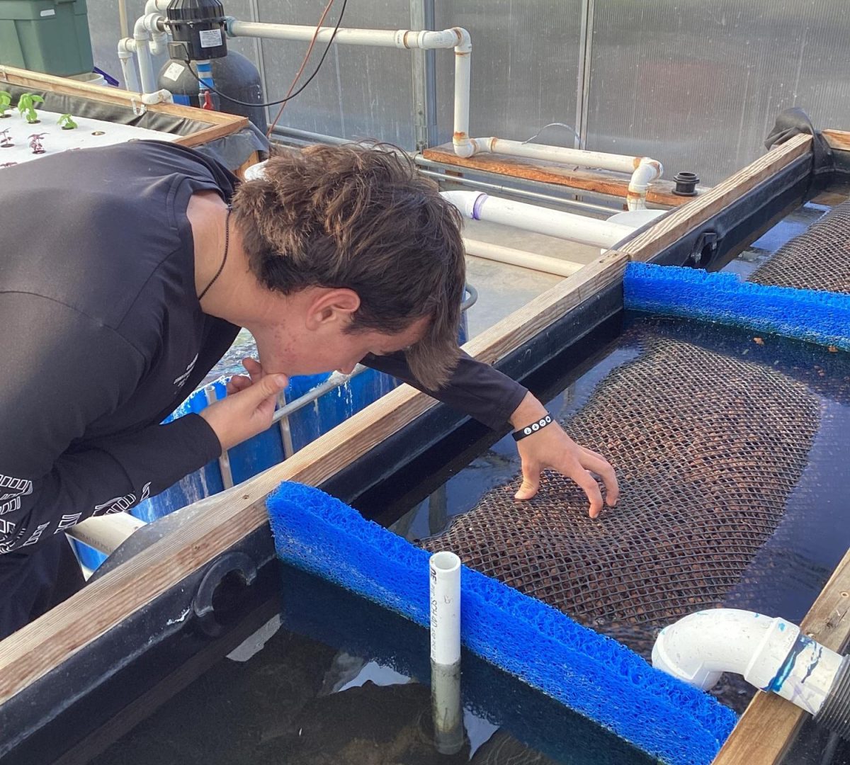 Thatcher Budirs pulls apart the filtration system in order to check if the filters are damaged, full of debris or need to be replaced. It is important to perform regular maintenance on the system in order to keep the fish healthy as well as the plants growing.  