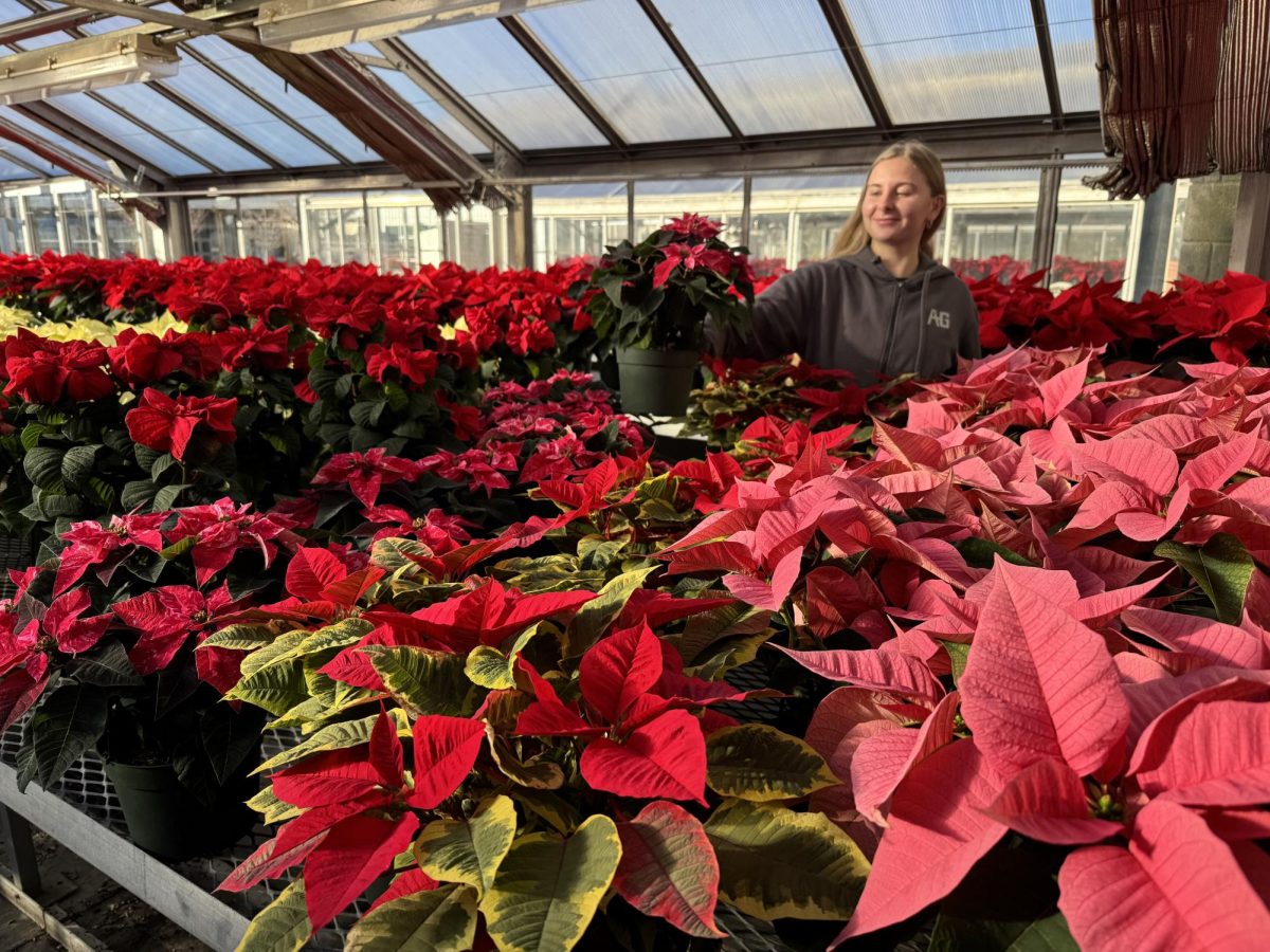 Liv Bernardi, a senior greenhouse plant production, waters the poinsettias in the greenhouse to maintain the health of the plants in time for the holiday plant sale.