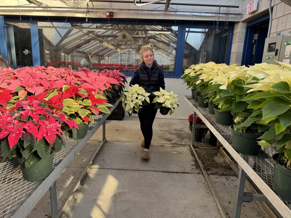 Haley Sarandrea, a senior Greenhouse Plant Production student, is busy in the greenhouse preparing for the up and coming plant sale.  She is moving poinsettias to maintain organization with the many plants.  