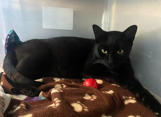 Onyx, a pregnant cat, relaxes after being transferred to NHS from Whiskers in Southbury after being found on Oct. 16. (Courtesy of Ms. Hungerford.)