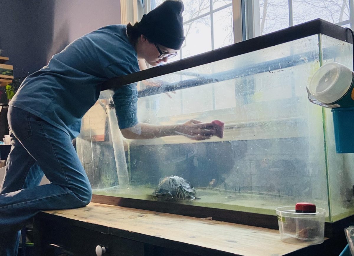 I am doing a full clean tank clean on my turtle’s tank, scrubbing algae off of the glass. For many NHS students, the opportunity to take care of an animal gives them a sense of purpose and key responsibility skills. 